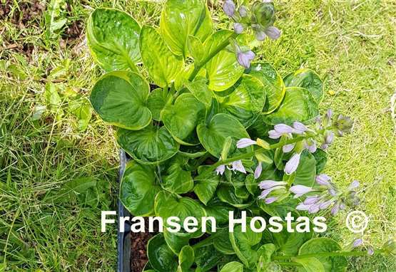 Hosta Pinners